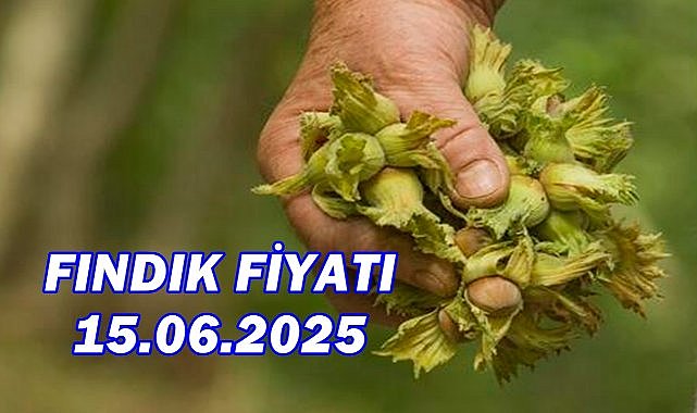 Fındık Fiyatı 15 Haziran 2025 Pazar