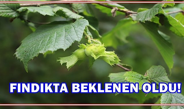 Fındıkta Rekor Sezon: Pazara İniş %60 Arttı, İhracat Geliri Zirvede!