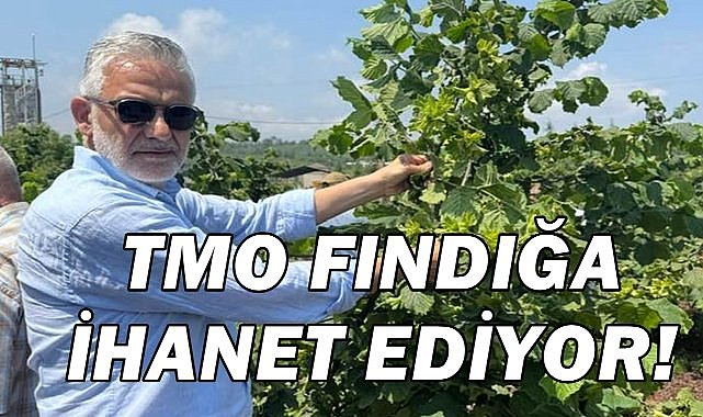 Fındıkta Yeni Kriz! Ziraat Odası Başkanı:TMO Fındığı Peşkeş Çekiyor!