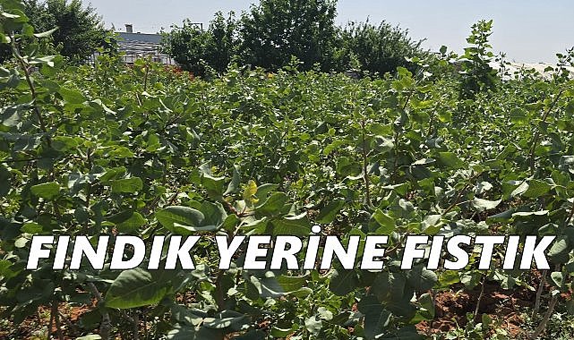 Gaziantep Fıstığı Karadeniz’e Taşındı: Bahçeler Kuruluyor