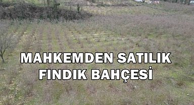 Giresun Bulancak'ta 6.5 Dönüm Fındık Bahçesi Mahkemeden Satışa Çıktı!