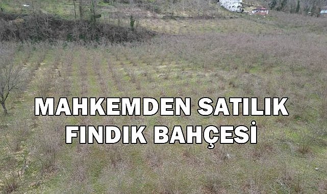 Giresun Bulancak&#039;ta 6.5 Dönüm Fındık Bahçesi Mahkemeden Satışa Çıktı!