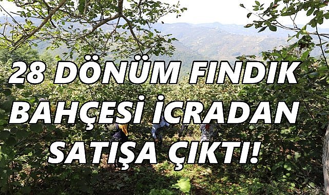 Milyonluk Fındık Bahçesi İcradan Satılıyor – Giresun Tekke Mahallesi