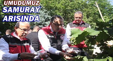 Ordu'da Fındık Bahçelerine 245 Bin Adet Samuray Arısı Salındı