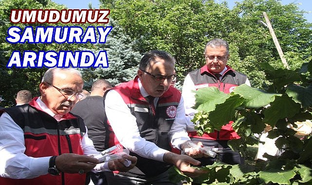 Ordu&#039;da Fındık Bahçelerine 245 Bin Adet Samuray Arısı Salındı