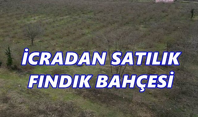 Ordu Fatsa&#039;da 3 Verimli Fındık Bahçesi Mahkemeden Satışa Çıkıyor.