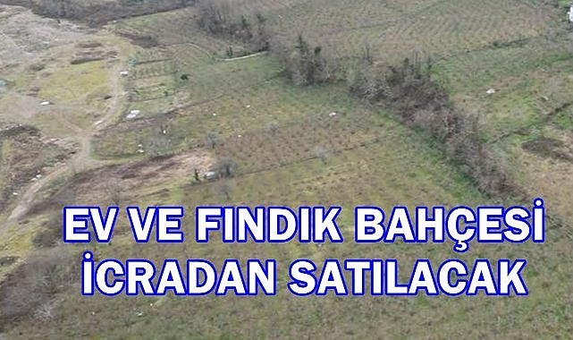 Ordu İkizce&#039;de Fırsat: İcradan Satılık Fındık Bahçeli Evler!