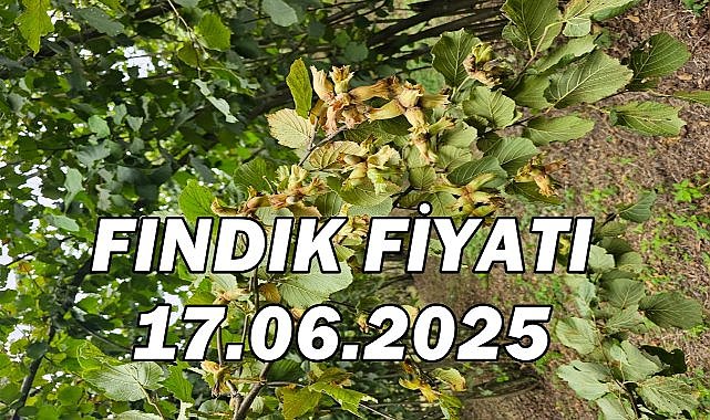 TMO&#039;nun 10 Bin Ton Fındık Satma Kararını Piyasalar Yakından Takip Ediyor