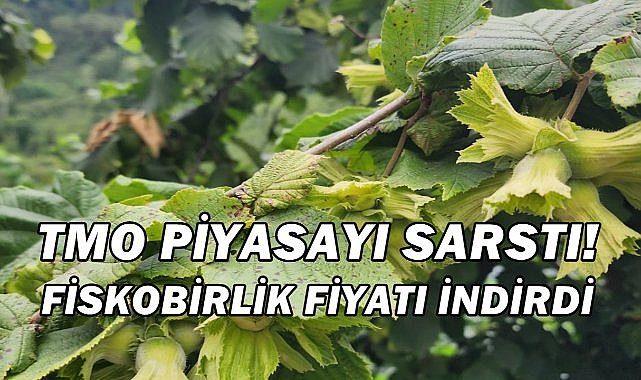 TMO’nun Fındık Satış Kararı Sonrası; Fiskobirlik Fiyatları Aşağı Çekti!