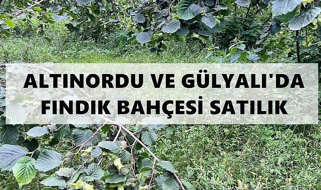 Altınordu ve Gülyalı&#039;da İcralık Araziler Eylül&#039;de Satışta