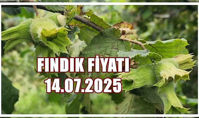 Fındık Fiyatı 14 Temmuz 2025 Pazartesi