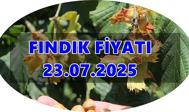 Fındık Fiyatı 23 Temmuz 2025 Çarşamba