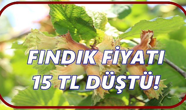 Fındık Fiyatları 1 Ayda 15 TL Düştü: Piyasalarda Şok Etki