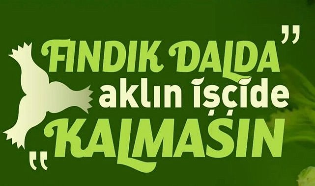 Fındık Hasadında Yeni Sezon Başlıyor! Ücretsiz Başvurular Açıldı