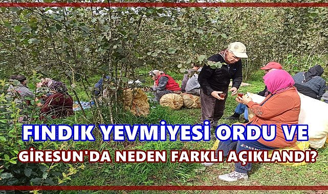 Fındık Ücretleri Ordu ve Giresun&#039;u Karşı Karşıya Getirdi: Yevmiyede 350 TL Fark