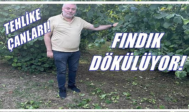 Fındıkta Tehlike Çanları: Rekolte düşük, dökülme çok!