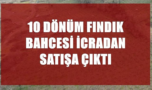 Gürgentepe’de 10 Dönüm Fındık Bahçesi İcradan Satışa Çıkıyor