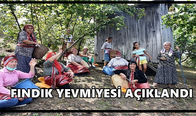 Ordu’da 2025 Fındık Yevmiyesi Açıklandı;Günlük 1200 TL