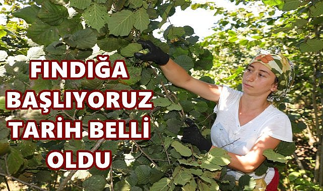 Ordu&#039;da Fındık Hasadı Başlıyor; İşte Bölge Bölge Hasat Tarihleri 