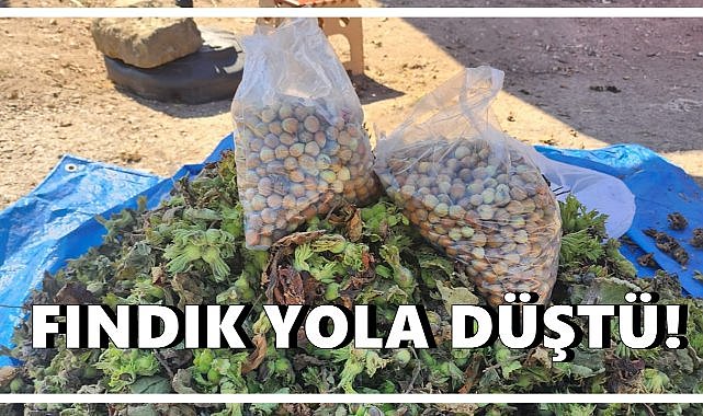 Ordu’da Yol Kenarında Fındık Satışı Başladı; Kilosu 250 TL