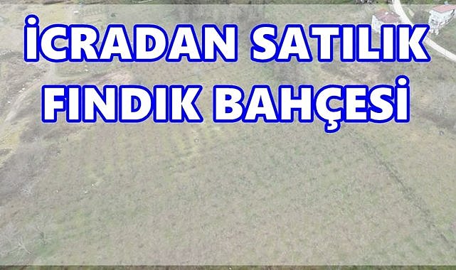 Ordu Korgan’da 1,2 Milyon TL Değerindeki Fındık Bahçesi Satışa Çıkıyor