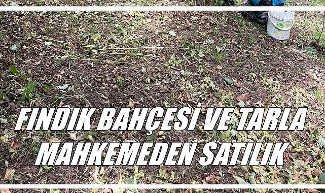 Perşembe’de Fındık Bahçeleri ve Tarlalar Satışta! 12 Ağustos’ta İhale Başlıyor