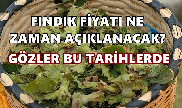 TMO Fındık Alım Fiyatını Ne Zaman Açıklayacak? Gözler Bu Tarihlerde