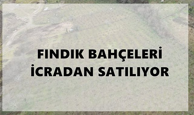 Ünye’de Fındık Bahçeleri Satışa Çıkıyor! Eylül ve Ekim Aylarında 4 Parsel Açık Artırmayla Satılacak