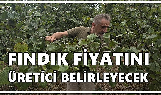 Adıgüzel: Fındıkta Fiyatı Bu Yıl Üretici Belirleyecek