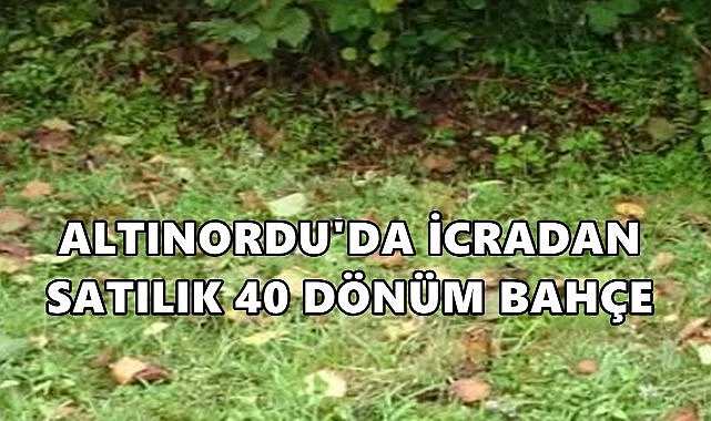 Altınordu’da 40 Dönümlük Fındık Bahçesi Satışa Çıkarıldı