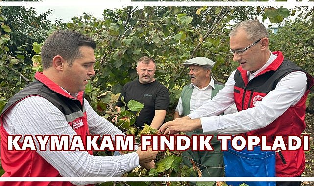 Altınordu&#039;da Kaymakam Ertaş Fındık Hasadına Katıldı