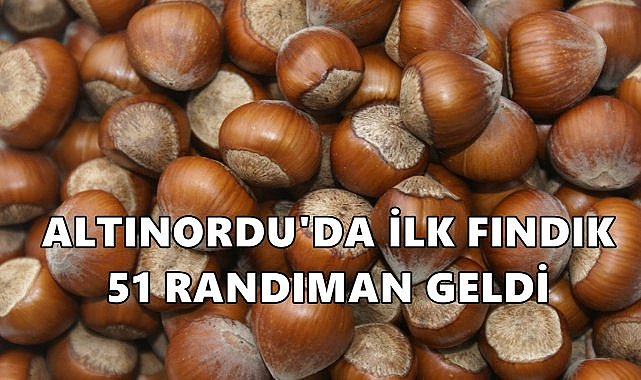 Altınordu&#039;da Pazara İnen İlk Fındık 51 Randıman Geldi