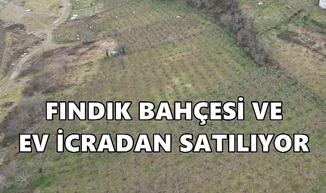 Bulancak’ta Fındık Bahçesi ve Ahşap Ev İcradan Satışa Çıkarıldı