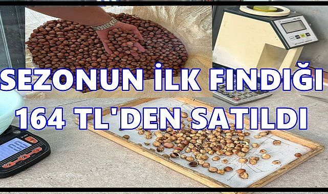 Fatsa’da Sezonun İlk Fındığı 164 TL’den Satıldı