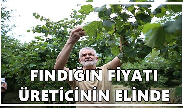 Fındığın Fiyatı Üreticinin Elinde; Başkan Akça: Fiyatı Üretici Belirleyecek!