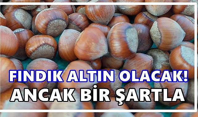 Fındık  Altın Olacak: Ziraat Odası Başkanı O Formülü Açıkladı