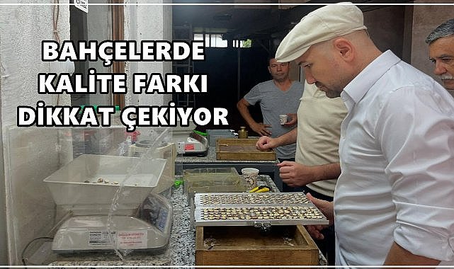 Fındık Bahçelerinde Verim Farkları Dikkat Çekiyor