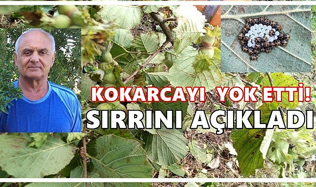 Fındık Bahçesinden Kokarcayı Yok Etmeyi Başardı; Ordulu Üretici  Sırrını Açıkladı!