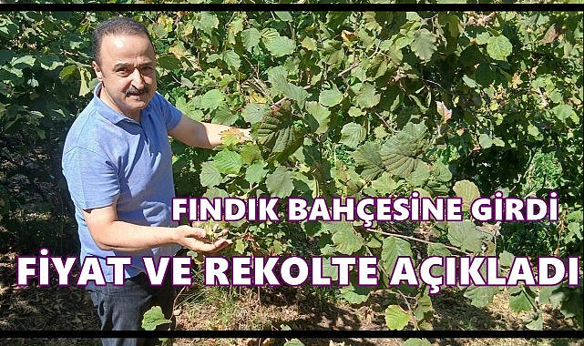 Fındık Bahçesine Giren Şanlıtürk Rekolte ve Fiyat Açıkladı