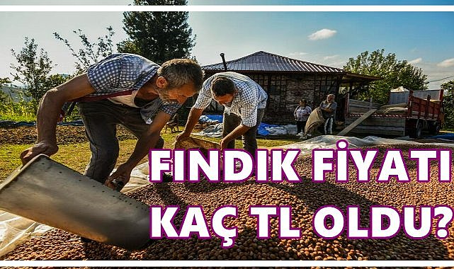 Fındık Fiyatı 11 Ağustos 2025 Pazartesi