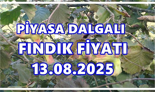 Fındık Fiyatı 13 Ağustos 2025 Çarşamba
