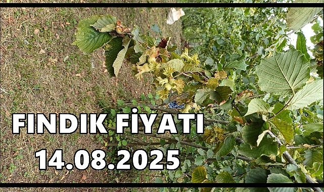 Fındık Fiyatı 14 Ağustos 2025 Perşembe