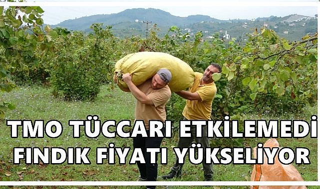 Fındık Fiyatı 25 Ağustos 2025 Pazartesi