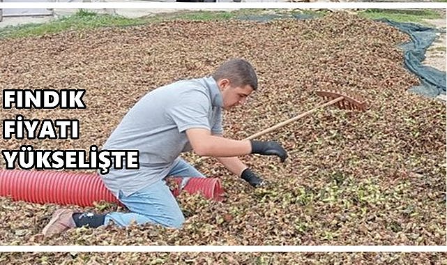 Fındık Fiyatı 26 Ağustos 2025 Salı