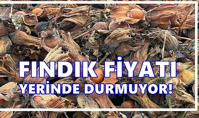 Fındık Fiyatı 29 Ağustos 2025 Cuma