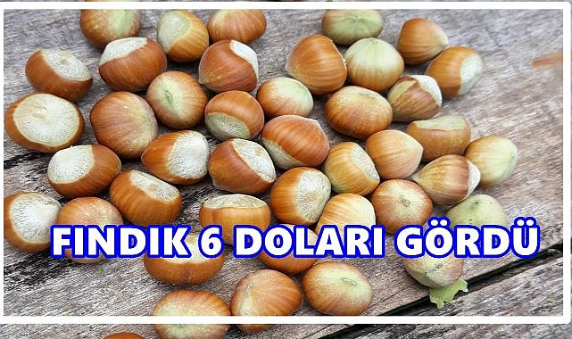 Fındık Fiyatı 30 Ağustos 2025 Cumartesi