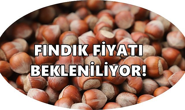 Fındık Fiyatının Açıklanması  Bekleniyor: Üreticinin Gözü TMO’da