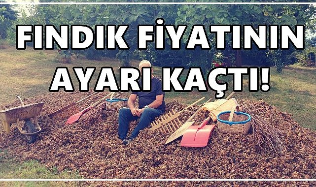 Fındık Fiyatının Ayarı Kaçtı; Nerede Duracağı Belli Değil!