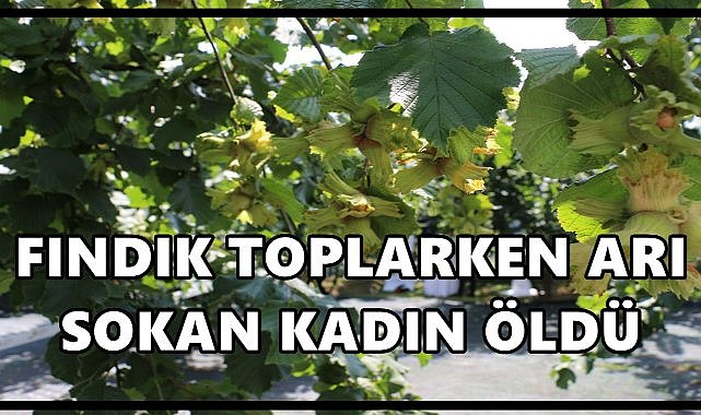 İstanbul&#039;dan gelmişti; Fındık toplarken arı sokması sonucu hayatını kaybetti
