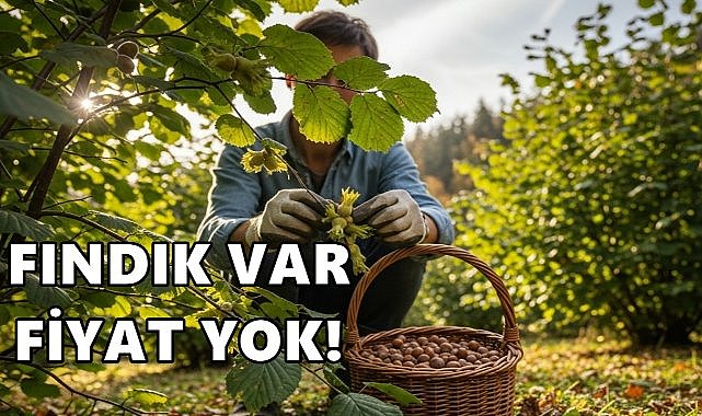 Fındık Var Fiyat Yok!